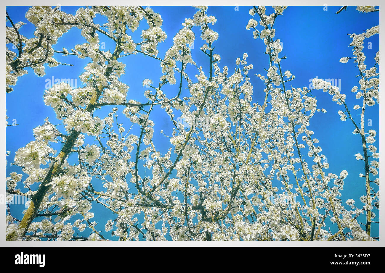 Fleur blanche sur un prunier. Banque D'Images