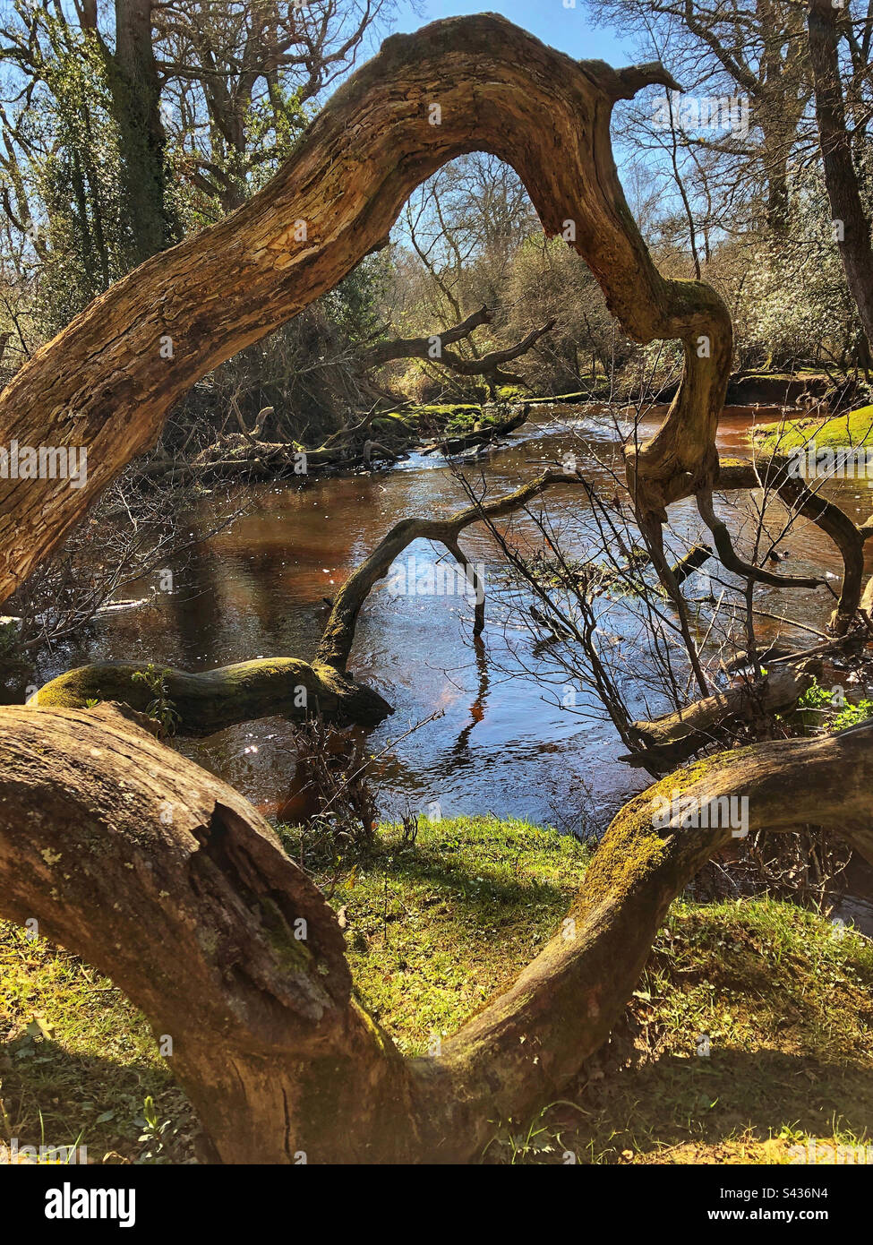 Au printemps, des branches d'arbres déchus encadrent la rivière Lymington dans le parc national de New Forest Brockenhurst Hampshire Royaume-Uni - Image de stock capturée avec un smartphone
