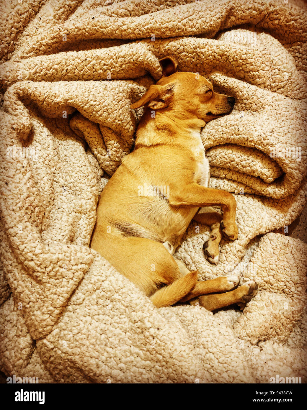 Un chien chihuahua dort dans un bes à Queretaro, Mexique Banque D'Images