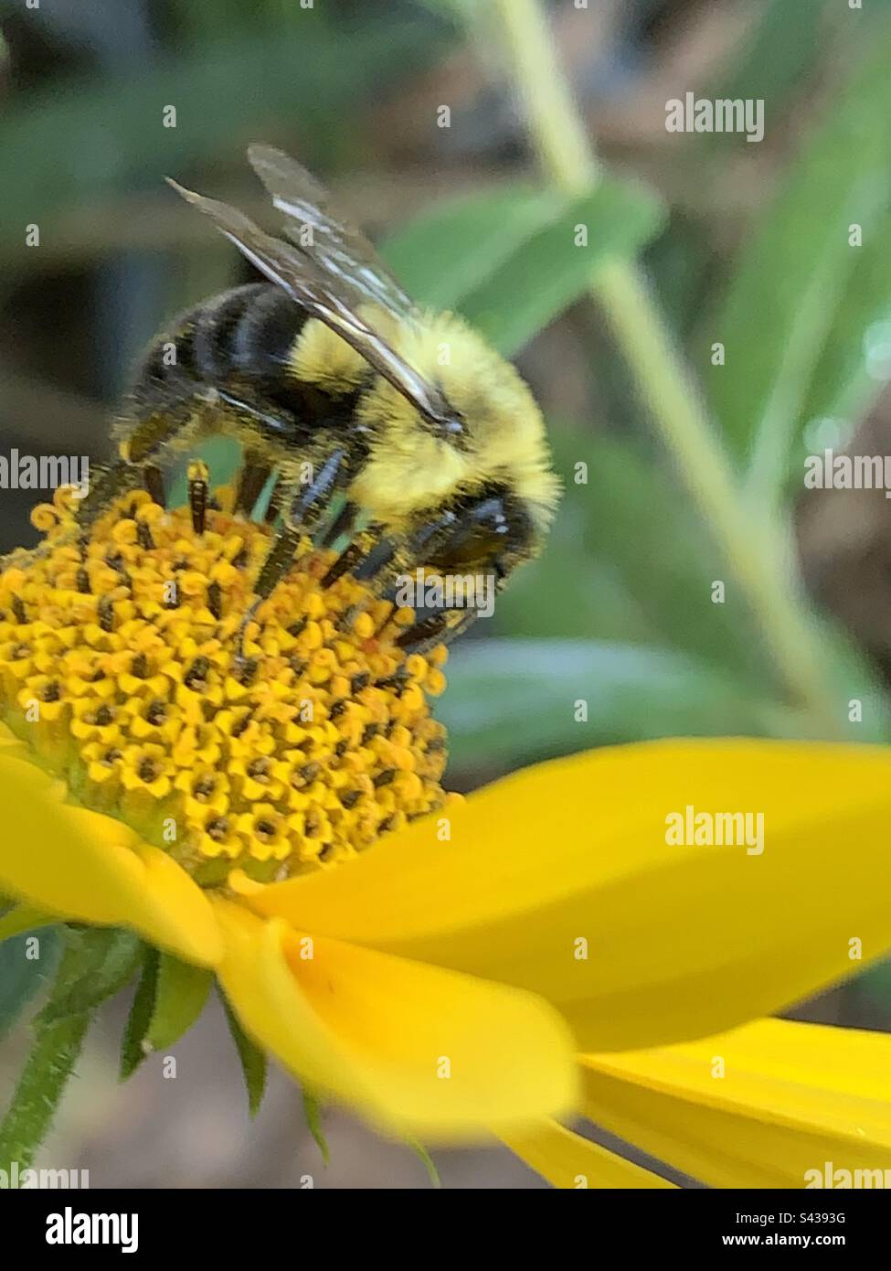 Un bourdon qui pollinise un marais Daisy. Banque D'Images