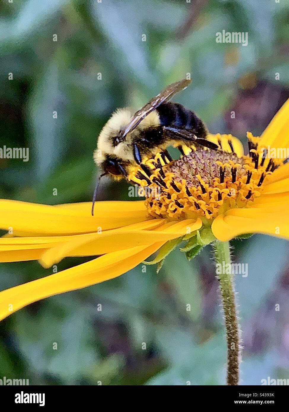 C’est un bourdon très fréquenté qui pollinise et propage le pollen des ressources naturelles, Banque D'Images