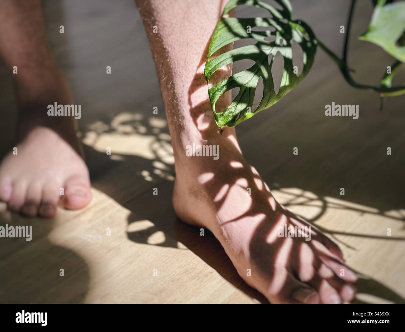 Partie basse des jambes humaines et des pieds humains avec motif d'ombre moulé par la plante de fromage suisse également connue sous le nom de plante Monstera Adansonii sur le plancher de bois. Banque D'Images