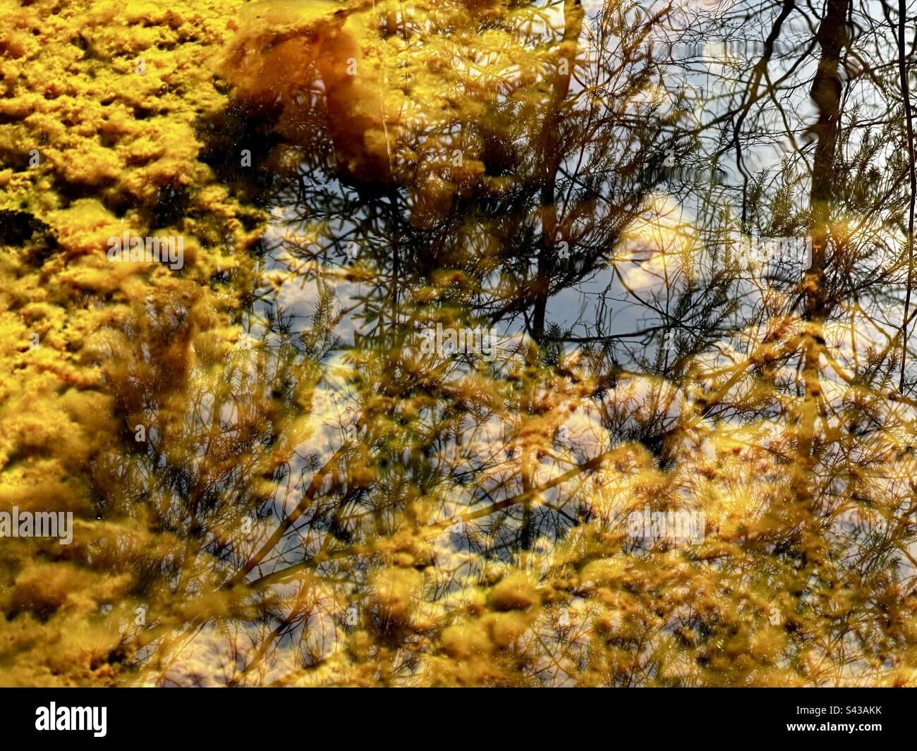 Réflexions sur la surface de l'eau - Image de stock capturée avec un smartphone