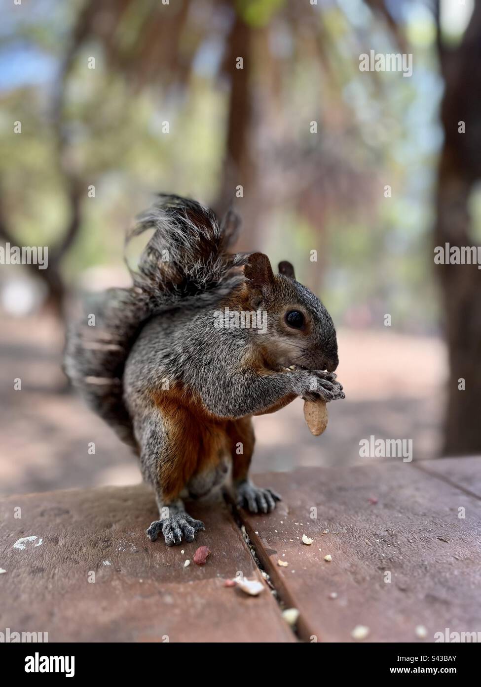 Gros plan d'un écureuil mangeant des arachides dans le parc Banque D'Images