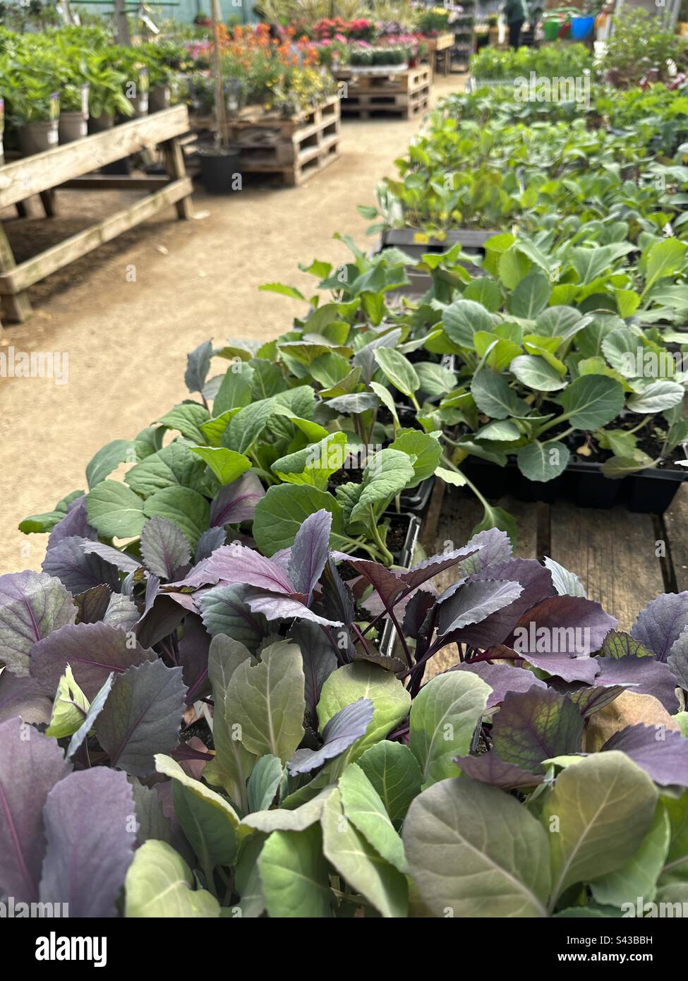 Plants de légumes à vendre dans un centre de jardin, différentes brassicas en premier plan Banque D'Images