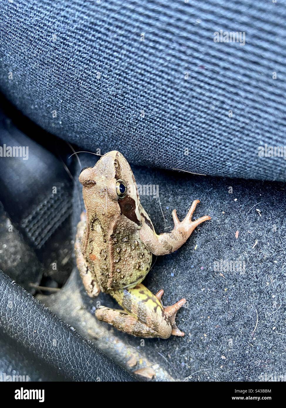 Photo d'une grenouille qui a sauté d'une façon ou d'une autre dans notre voiture pendant que nous avons laissé la porte de notre voiture ouverte pendant un certain temps tout en étant à l'extérieur. - Image de stock capturée avec un smartphone Photo d'une grenouille qui a sauté d'une façon ou d'une autre dans notre voiture pendant que nous avons laissé la porte de notre voiture ouverte pendant un certain temps tout en étant à l'extérieur. - Image de stock capturée avec un smartphone