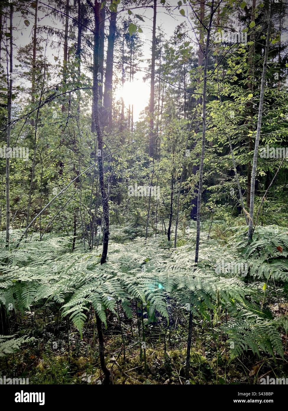 Photo d'une forêt en Lettonie pendant un après-midi ensoleillé d'été, le soleil brille à travers les arbres et les feuilles et il y a quelques fougères au premier plan. - Image de stock capturée avec un smartphone