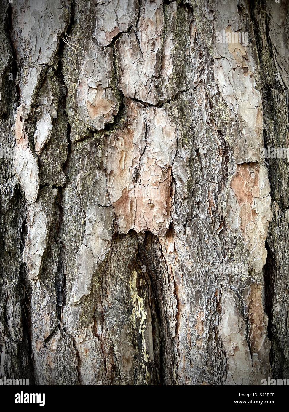 Gros plan d'un tronc de pin dans une forêt. Vous pouvez voir les détails et la texture. Banque D'Images
