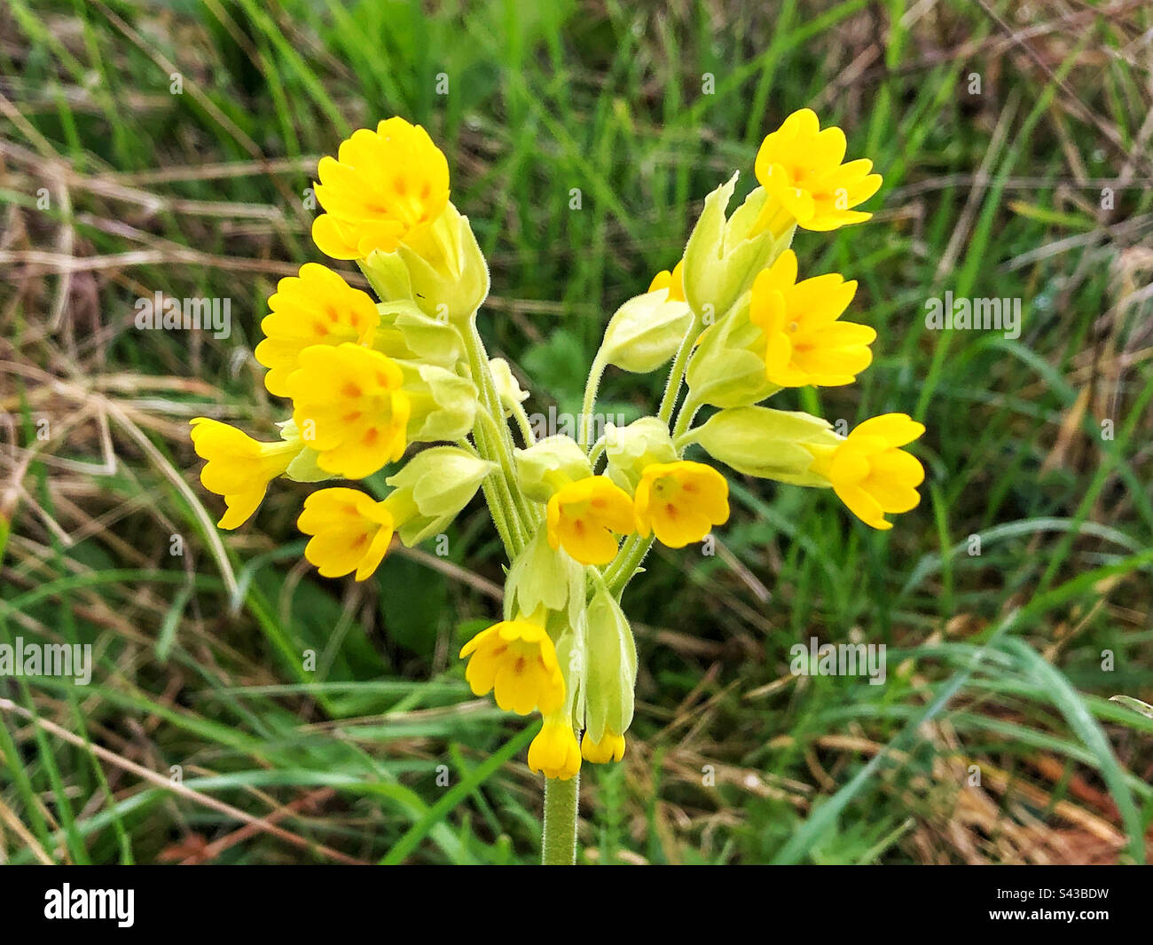 Fleur sauvage de Cowslip (Primula Veris) poussant sur la colline de Sainte Catherine Winchester, Hampshire Royaume-Uni - Image de stock capturée avec un smartphone