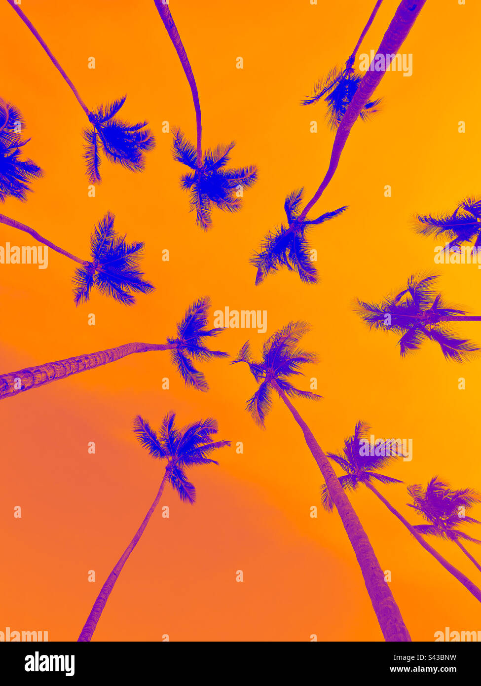 Rêves psychédéliques de palmiers, rêvant en couleur, rêvant d'escapades tropicales, ciel jaune et palmiers bleus Banque D'Images