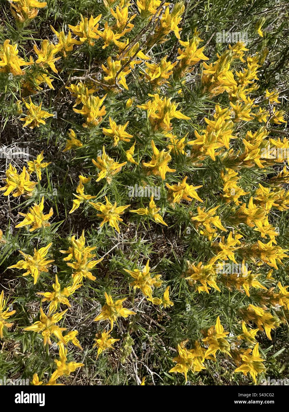 Fleurs jaunes sur la plante de la gorge commune Banque D'Images