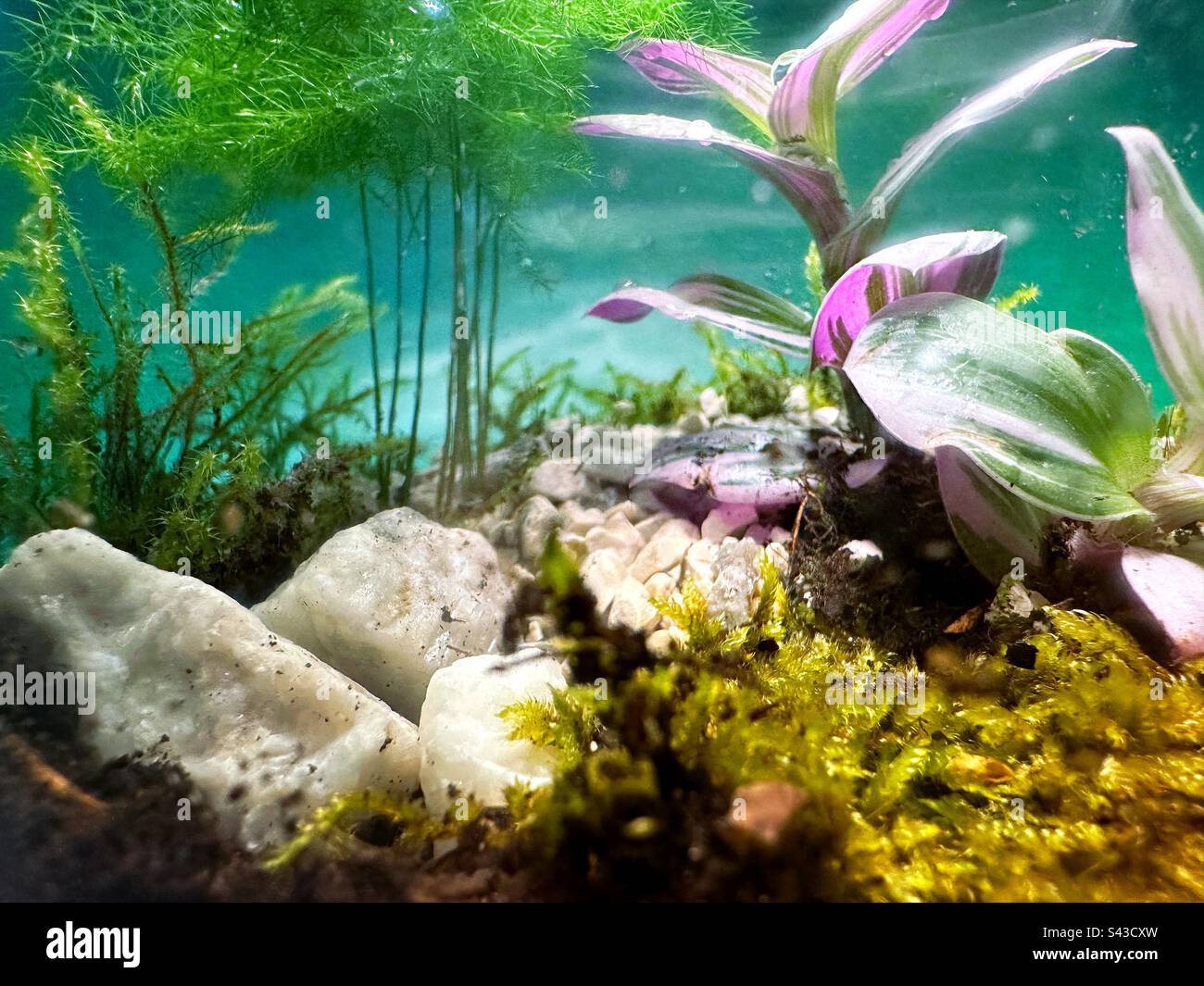 Plantes poussant dans un terrarium Banque D'Images