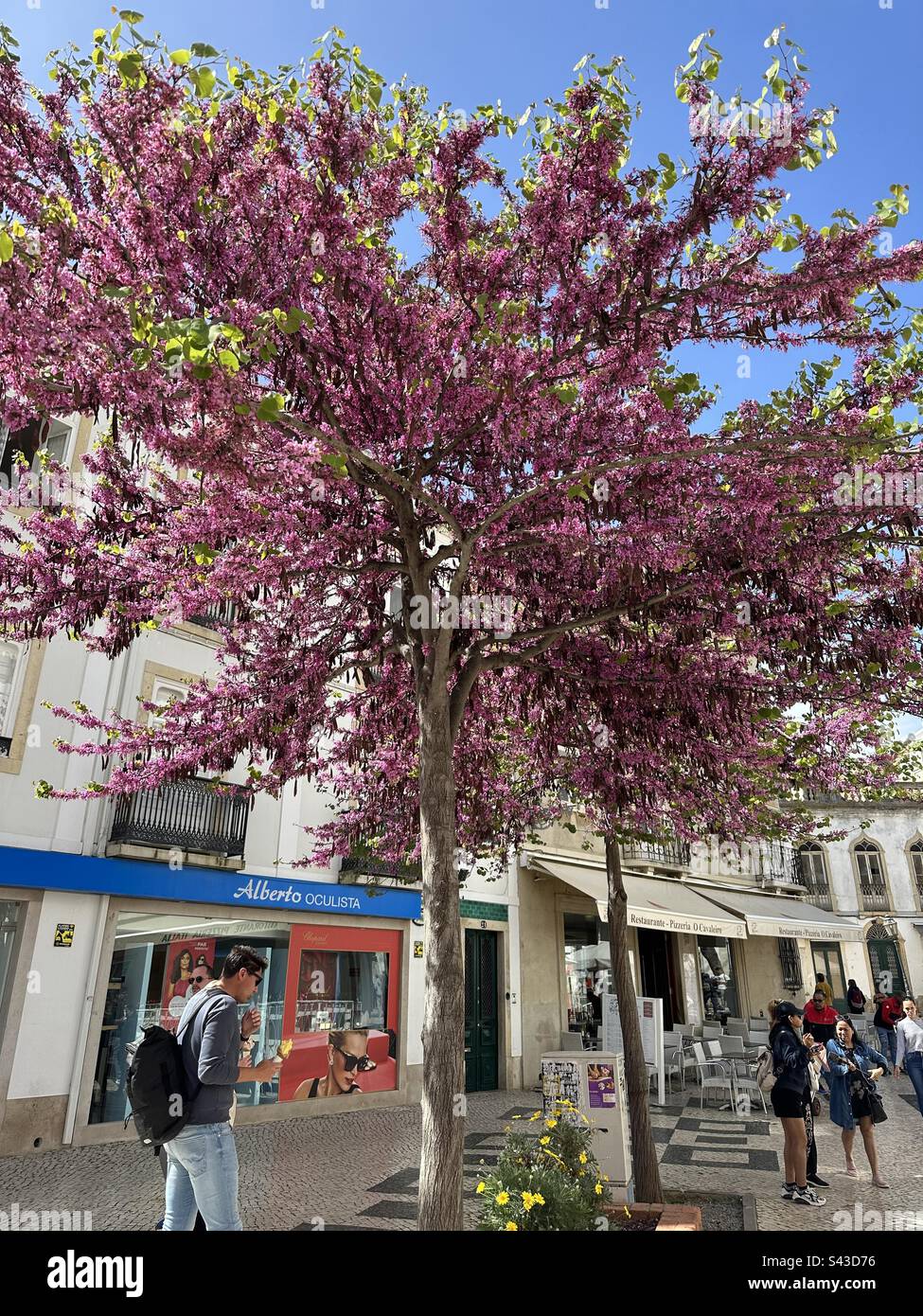 Arbre de Judas Banque D'Images