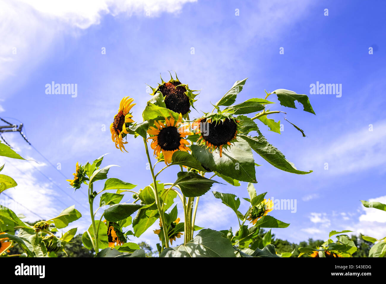 Tournesol jaune et bleu ciel Banque D'Images