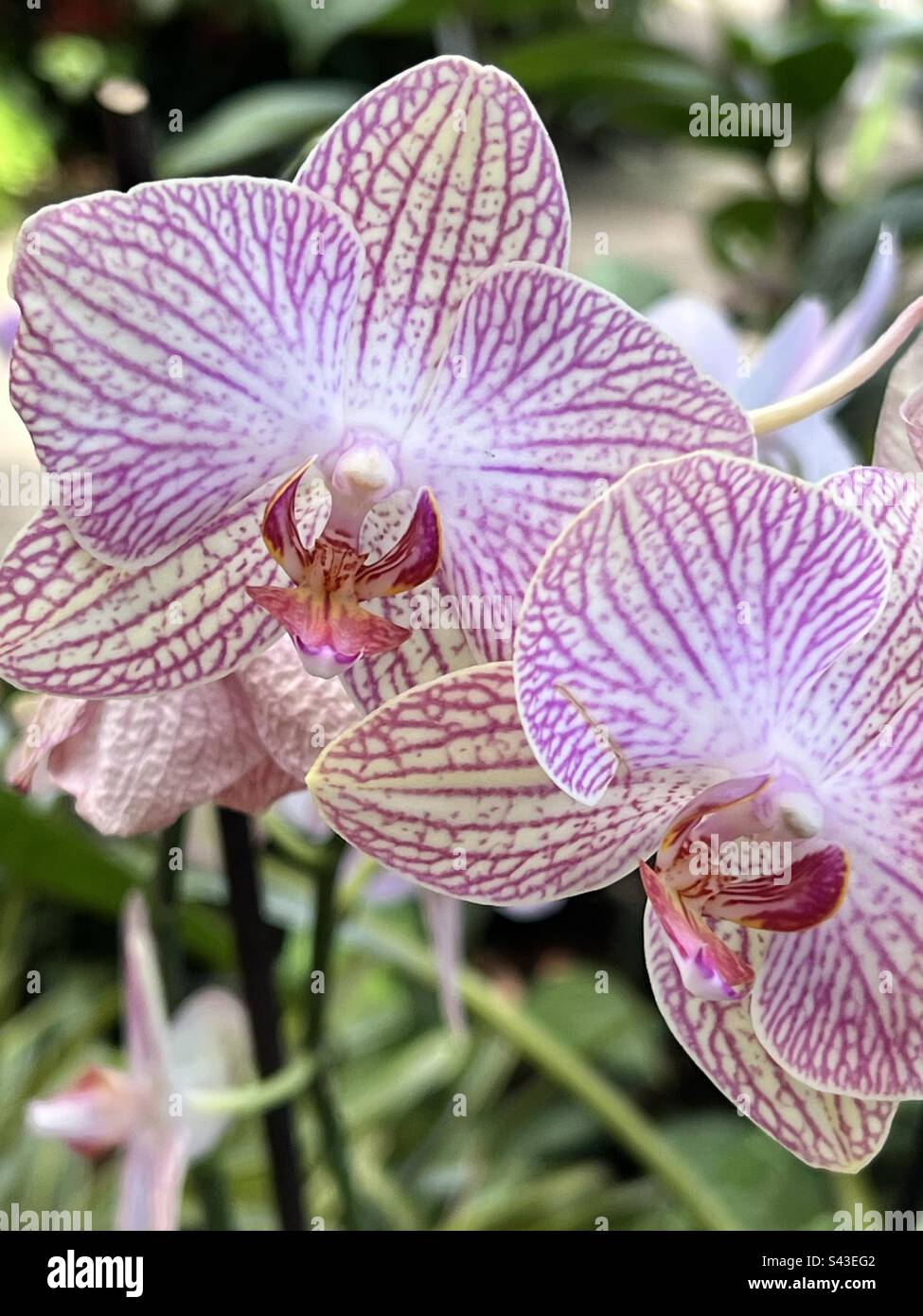 Orchidées pourpres et blanches avec tiges Banque D'Images