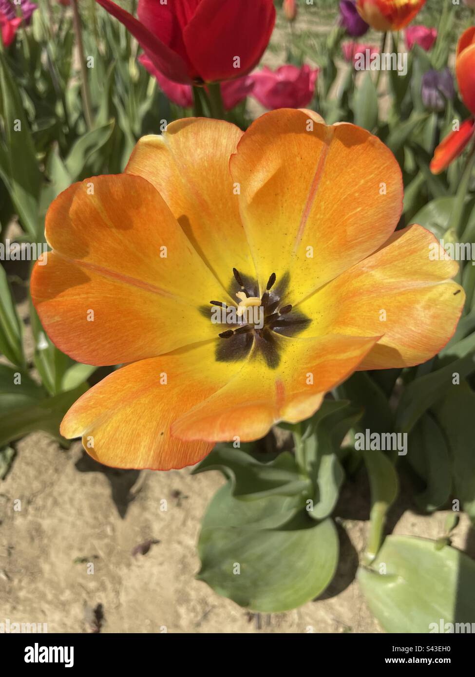 Tulipe orange jaune Banque D'Images