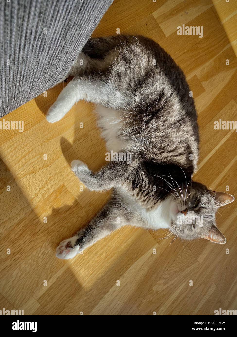 Un petit chaton de chat de maison endormi se réchauffant à l'intérieur sous un soleil chaud et chaud - Image de stock capturée avec un smartphone Un petit chaton de chat de maison endormi se réchauffant à l'intérieur sous un soleil chaud et chaud - Image de stock capturée avec un smartphone