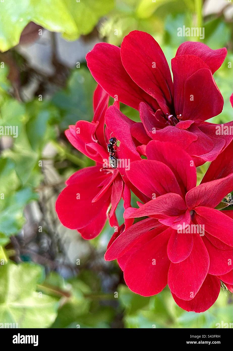 Insecte sur de belles fleurs rouges Banque D'Images