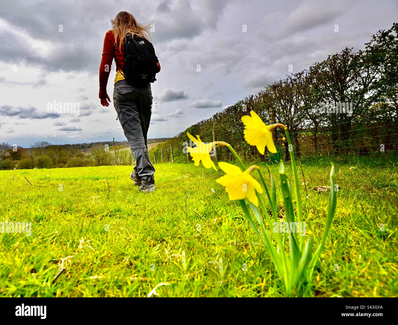 Une femme marche à travers un petit groupe de jonquilles croissant dans un champ dans les Chiltern Hills en Angleterre au Royaume-Uni Banque D'Images