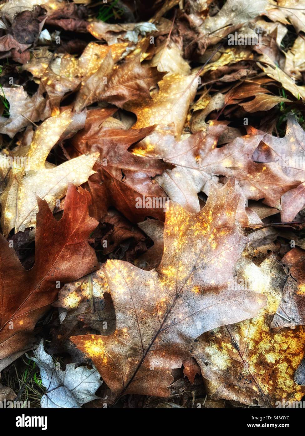 Feuilles d’automne - Image de stock capturée avec un smartphone