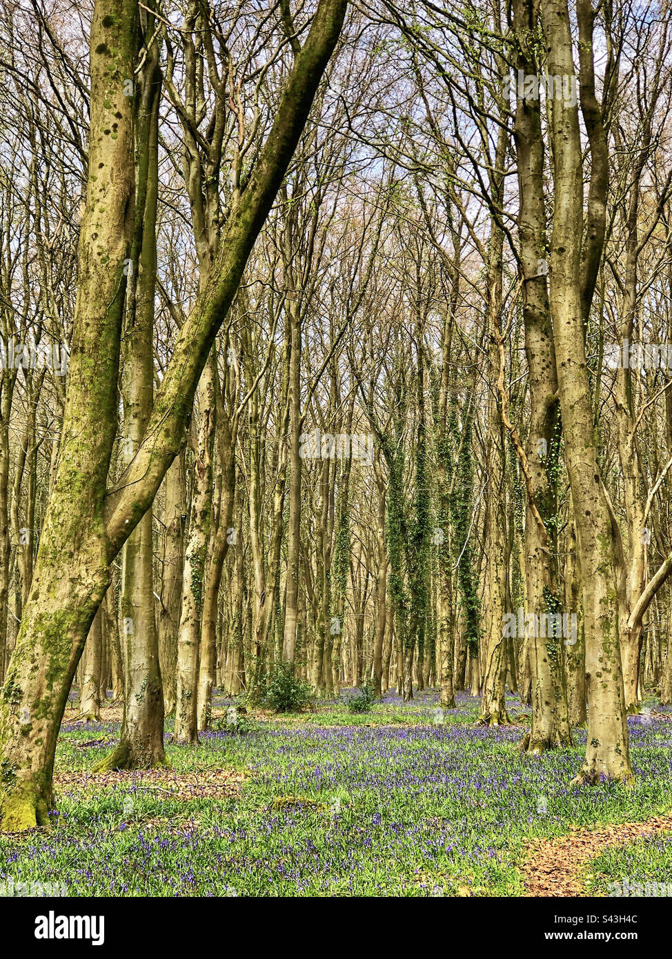 Beechwoods au printemps à Parnholt Wood dans Hampshire Royaume-Uni Banque D'Images