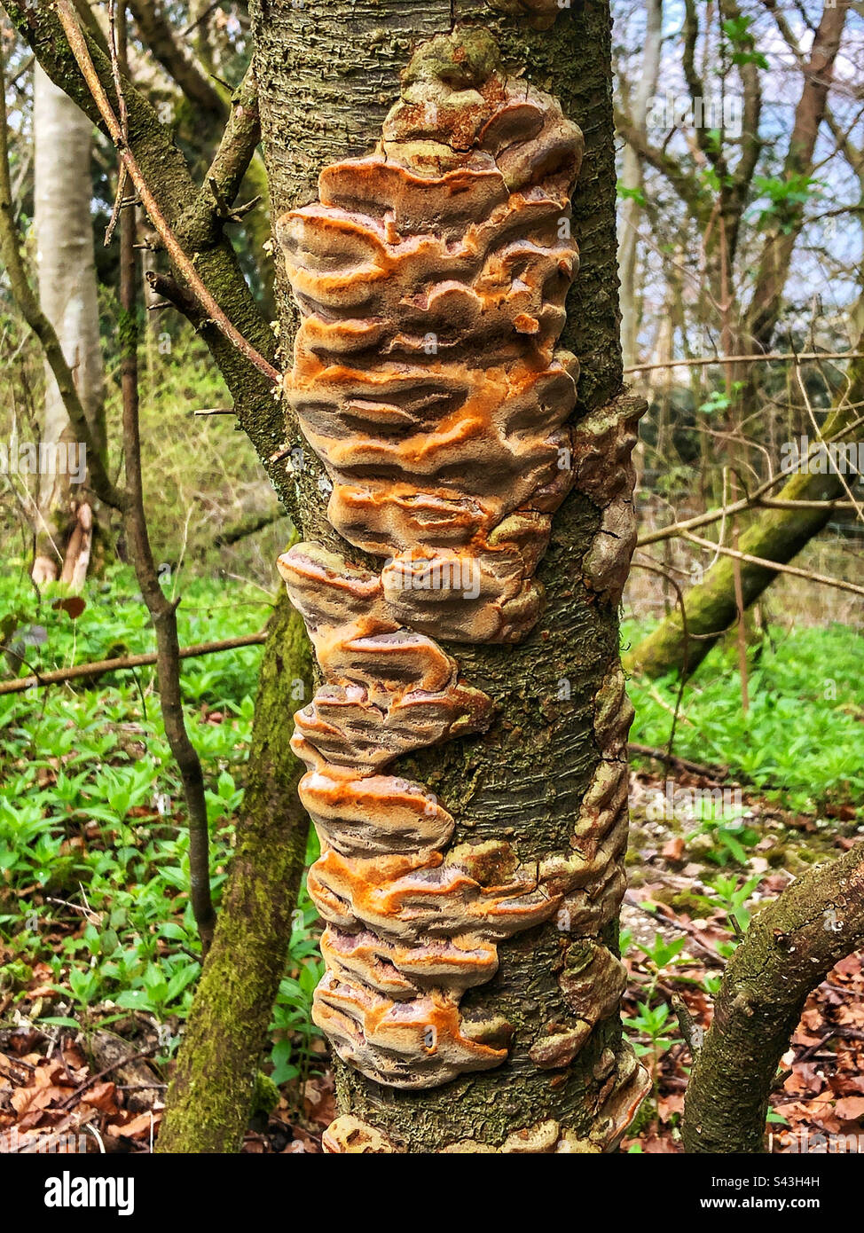 Le champignon de la cornière de coussins (Phellinus pomaceus) pousse sur le noir au Farley Mount Hampshire Royaume-Uni Banque D'Images