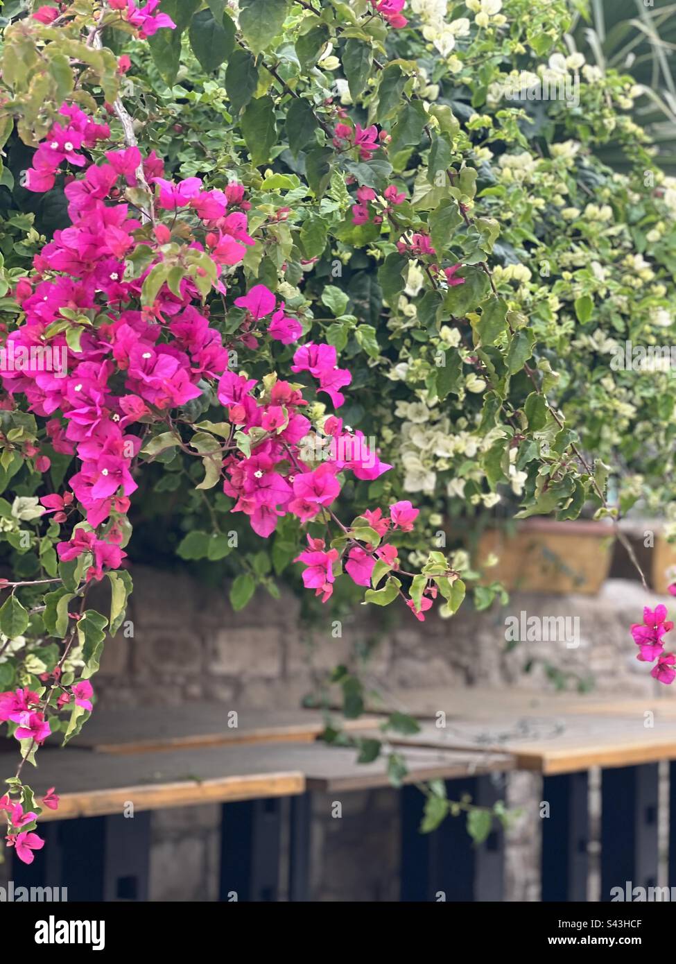 Bougainvilliers rose et blanc suspendu sur un mur en pierre à Chypre Banque D'Images