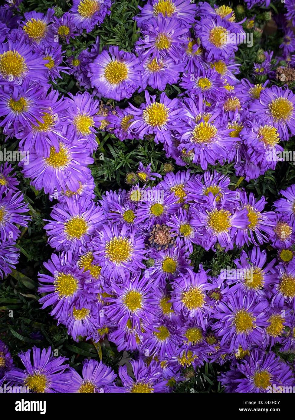 Gros plan fleur mauve vif. Banque D'Images