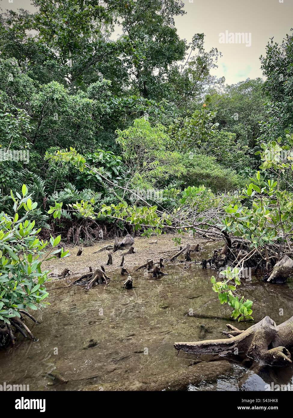 Vue sur l'environnement naturel d'une mangrove des Caraïbes. Photo prise en Guadeloupe en janvier 2023 Banque D'Images