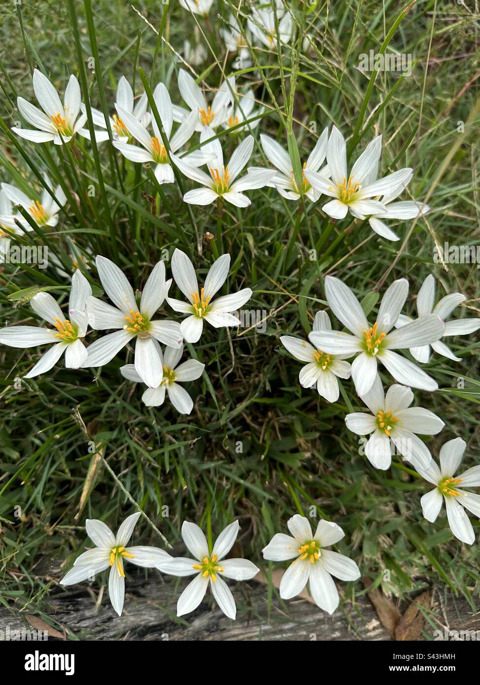 Lillies blanches Banque D'Images