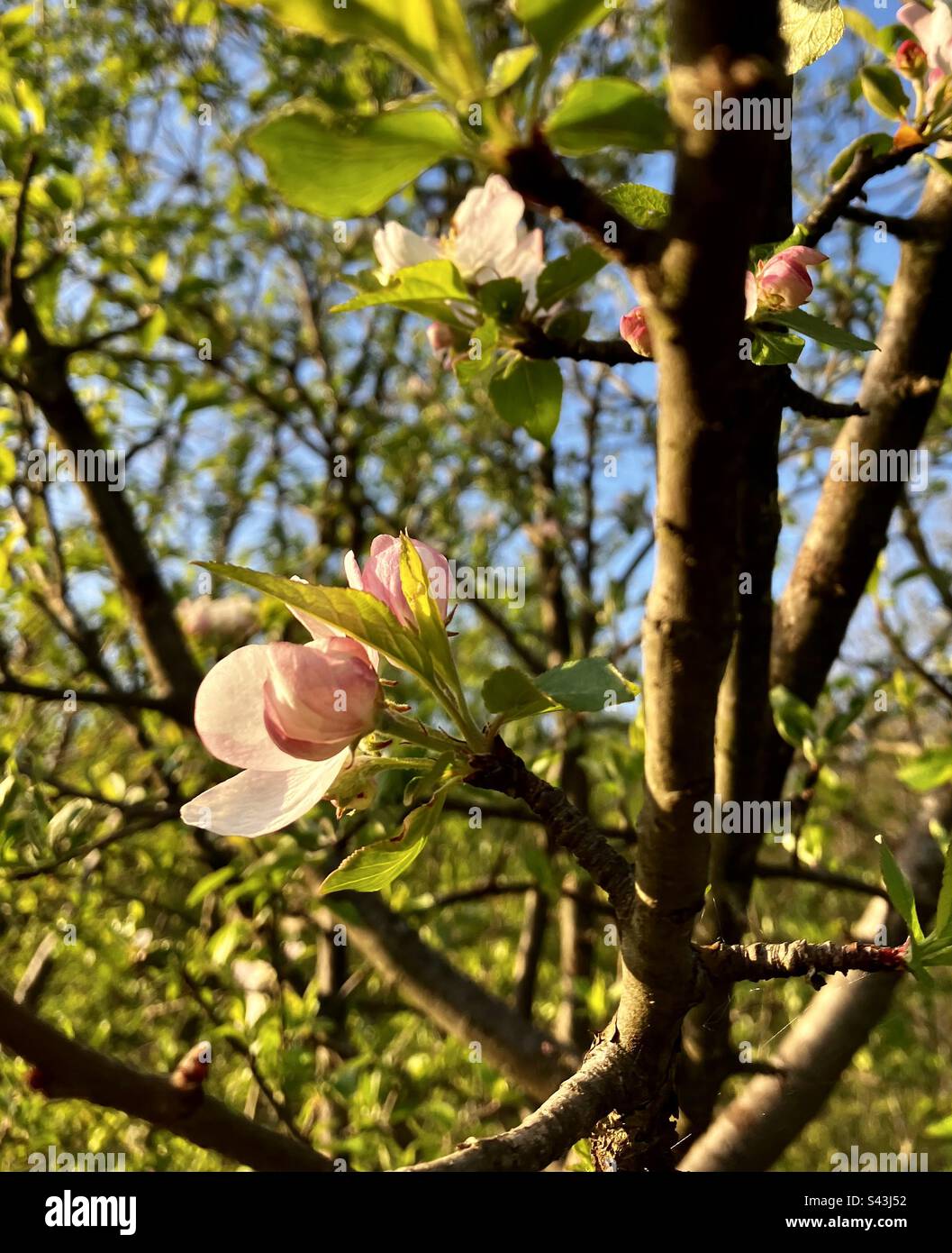 Pomme sauvage/pomme Fores - Malus sylvestris Banque D'Images