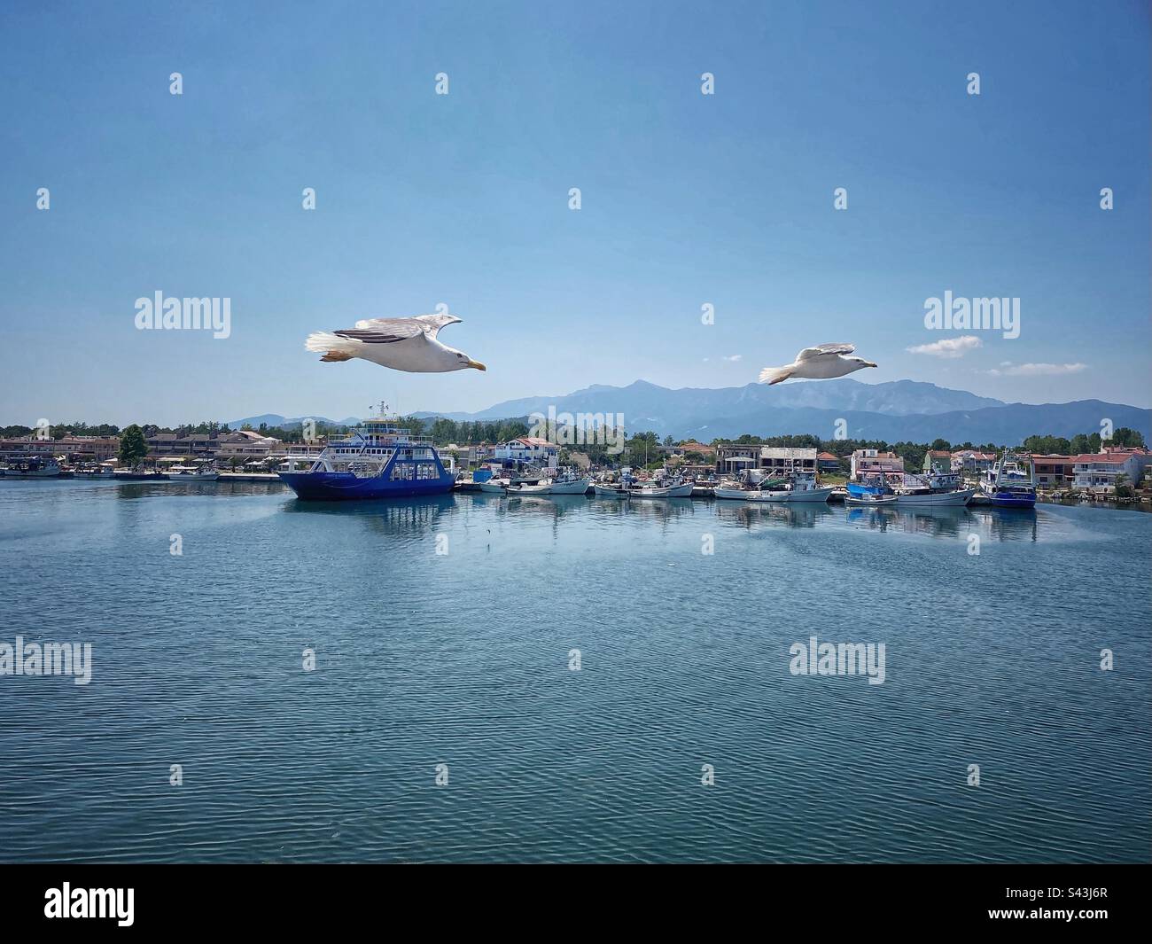 Vue sur le port avec ferry et deux grands mouettes volantes dans la ville de Keramoti en Grèce. Banque D'Images