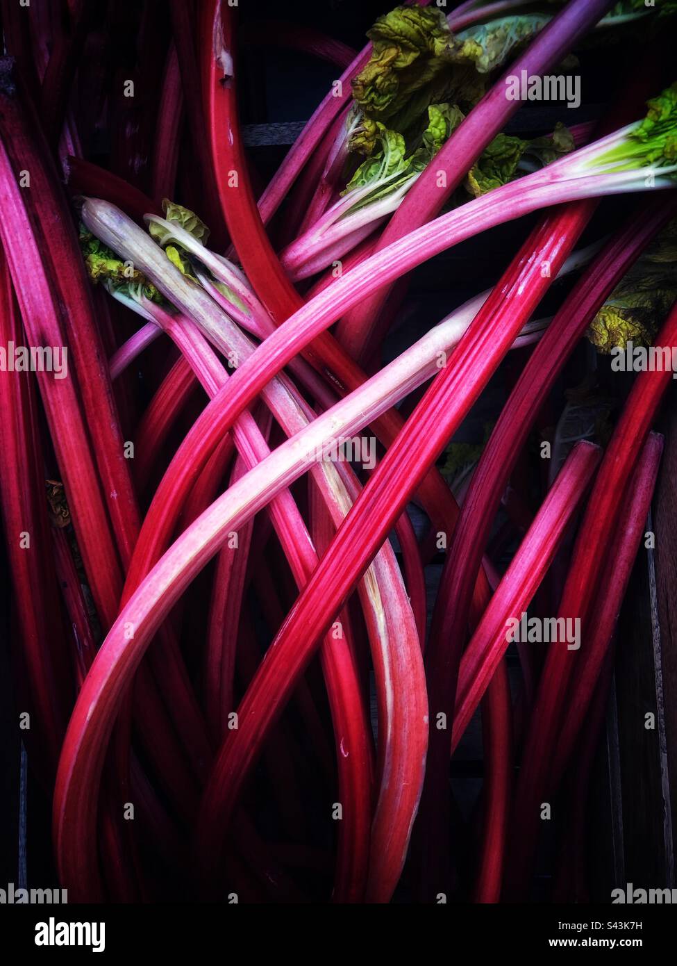 aliments plein cadre de bâtonnets de rhubarbe rose frais sur un magasin d'un greengrocer avec espace de copie Banque D'Images