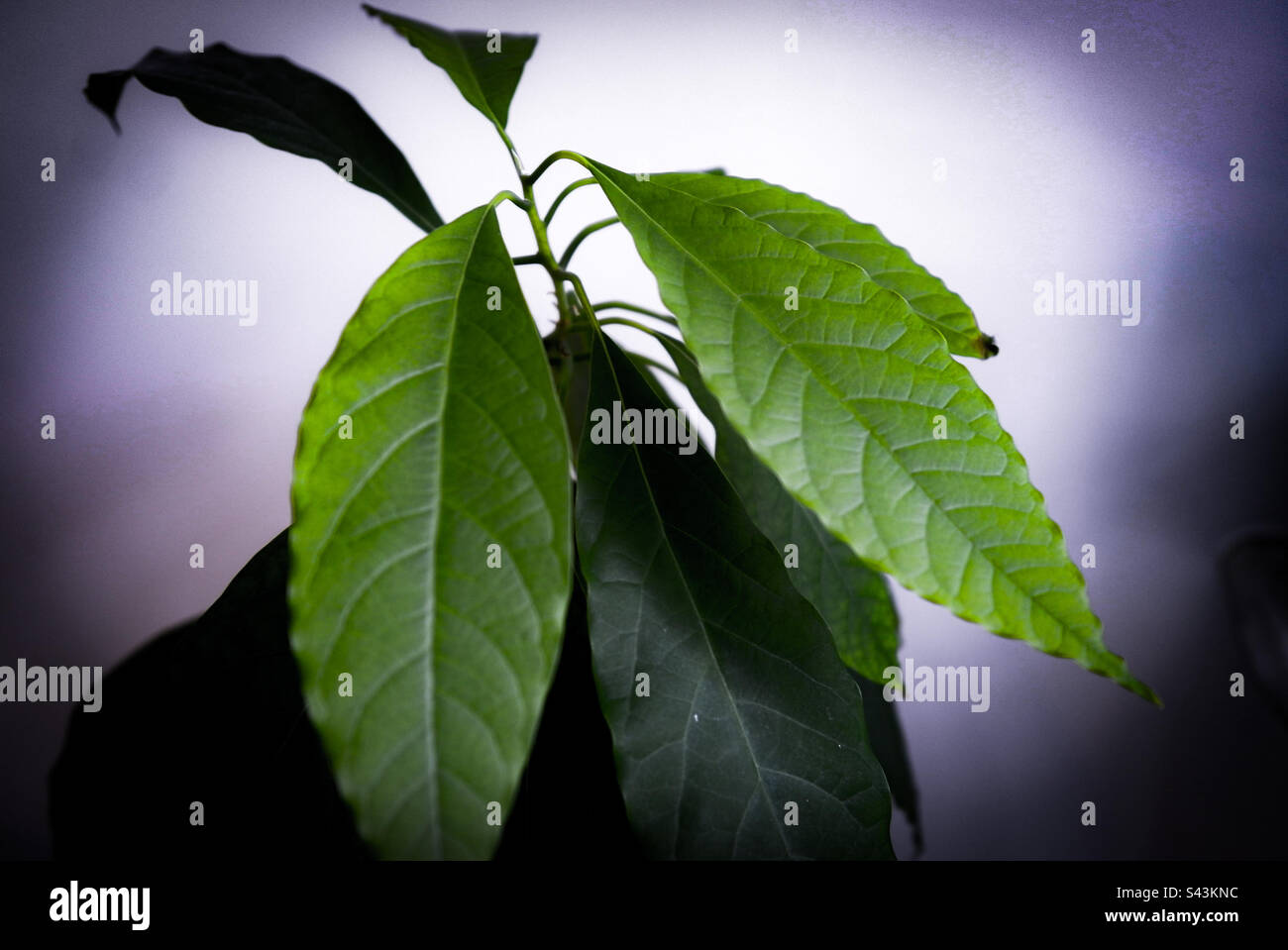 Plante d'avocat (Persea Americana) - Image de stock capturée avec un smartphone
