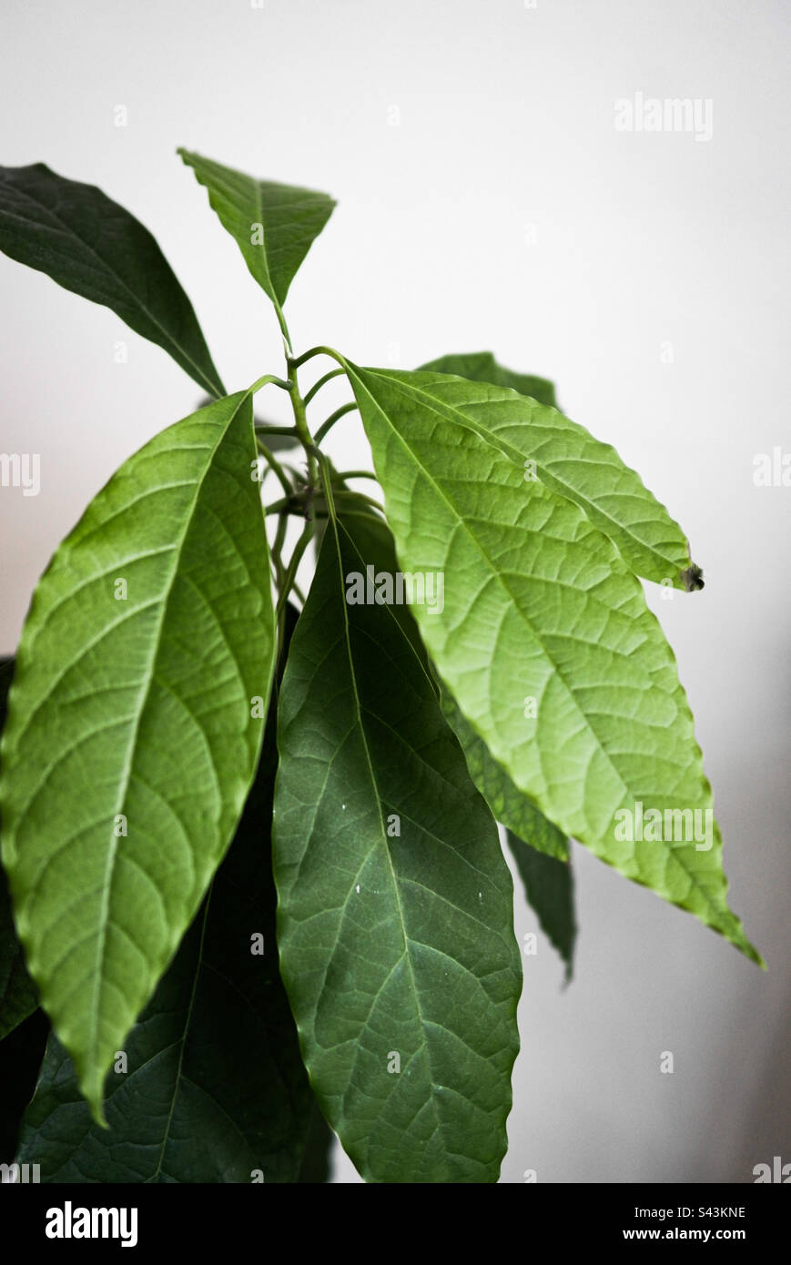 Arbre d'avocat (Persea Americana) cultivé à la maison de la fosse par un père de plante - Image de stock capturée avec un smartphone