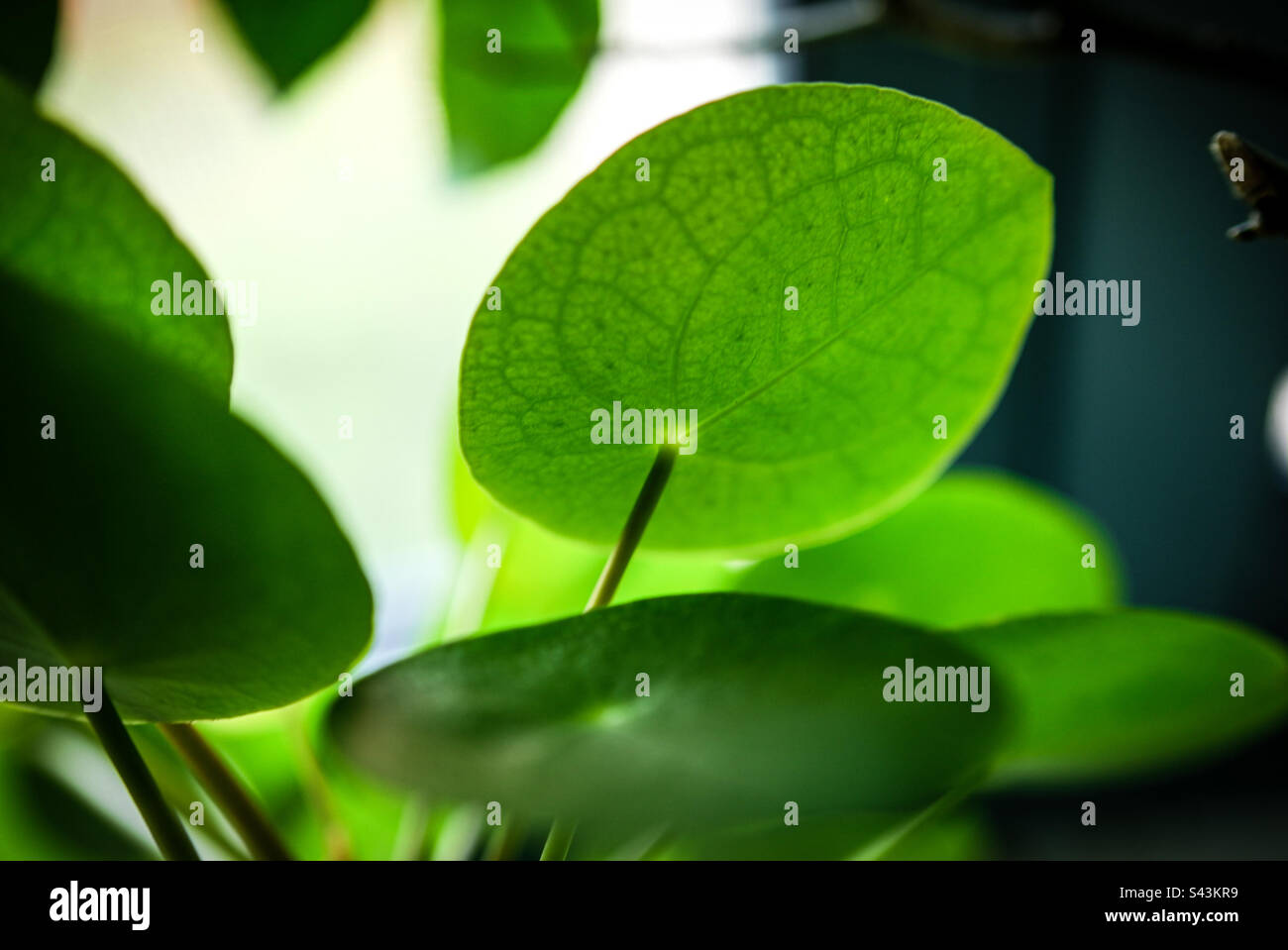 L'argent chinois (usine Pilea peperomioides) Banque D'Images