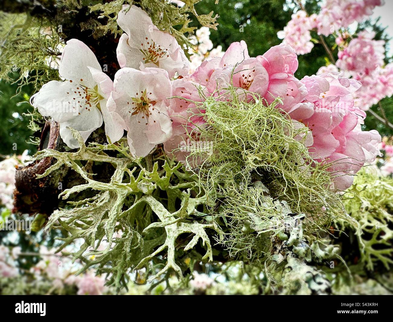 Cerisiers en fleurs et lichen sur un arbre. Banque D'Images