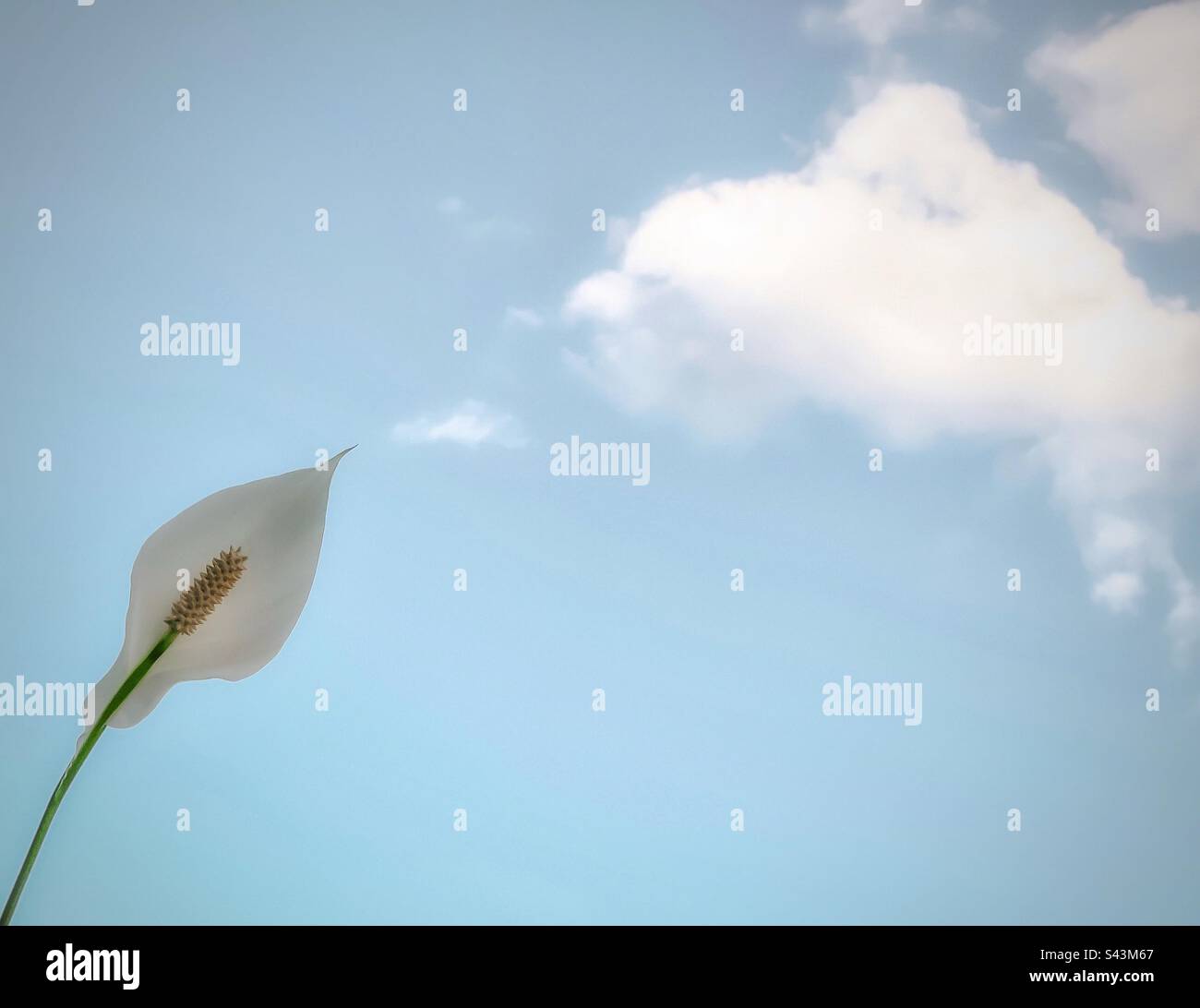 Vue à angle bas d'un seul blanc calme sur ciel bleu pâle avec deux nuages blancs moelleux. - Image de stock capturée avec un smartphone
