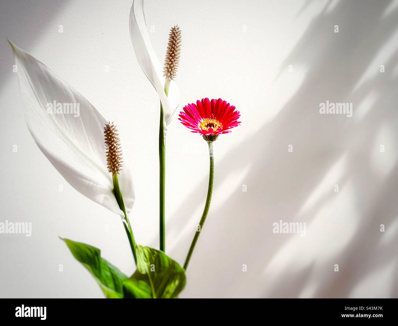 Gros plan de deux fleurs de nénuphar blanc et d'une pâquerette gerbéra rose sur un mur blanc à motif ombré. - Image de stock capturée avec un smartphone Gros plan de deux fleurs de nénuphar blanc et d'une pâquerette gerbéra rose sur un mur blanc à motif ombré. - Image de stock capturée avec un smartphone