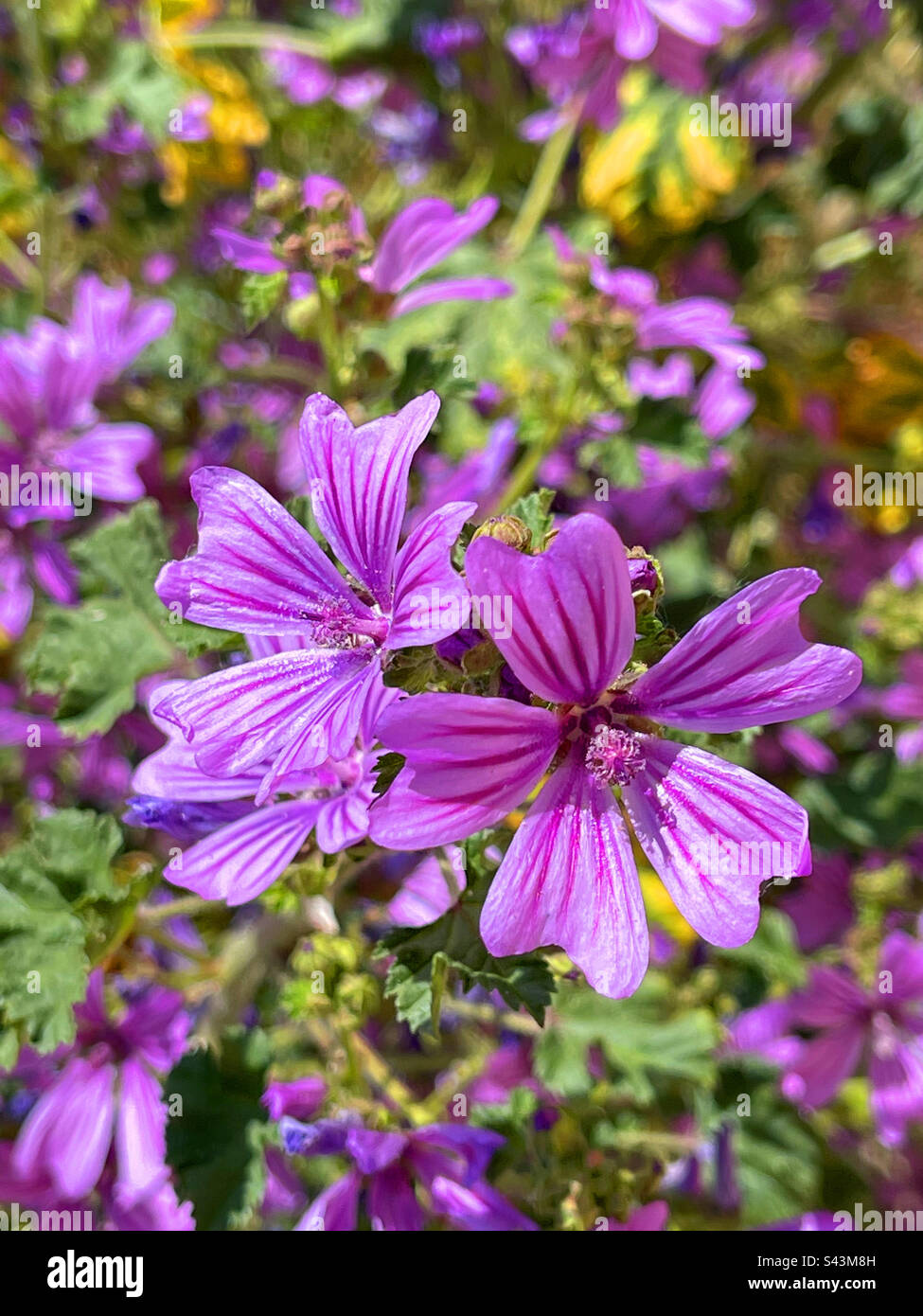 Fleurs de mauve. - Image de stock capturée avec un smartphone