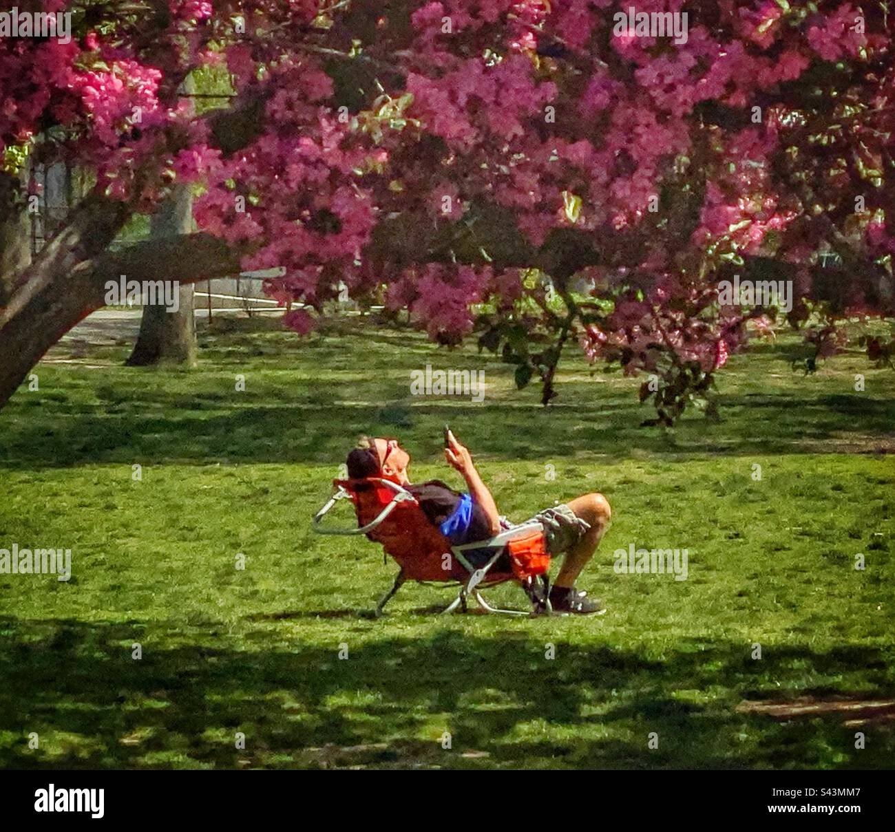 Un homme tient son téléphone pendant qu'il est assis dans une chaise parmi les fleurs en fleurs dans un parc à New York. Banque D'Images