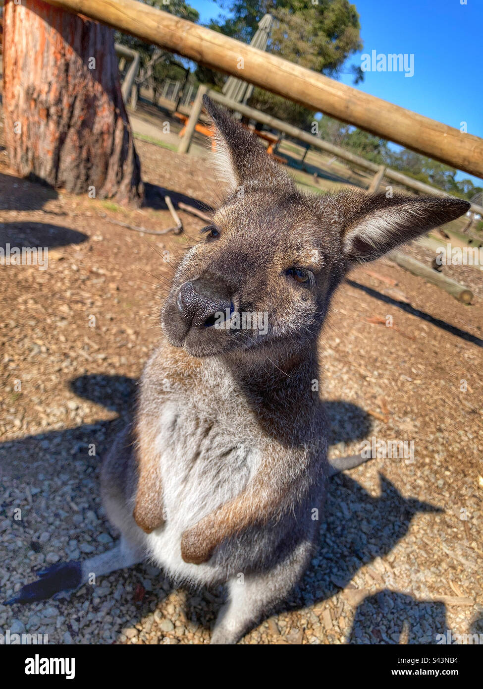 Wallaby australien au Moonlit Sanctuary Victoria Australie Banque D'Images