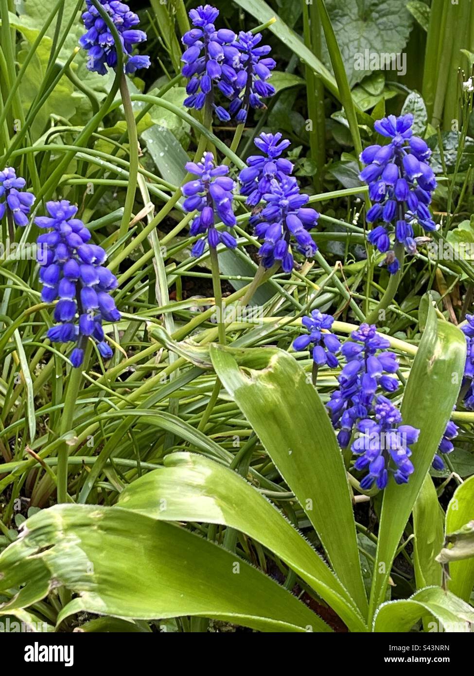 Fleurs de Muscari - Image de stock capturée avec un smartphone