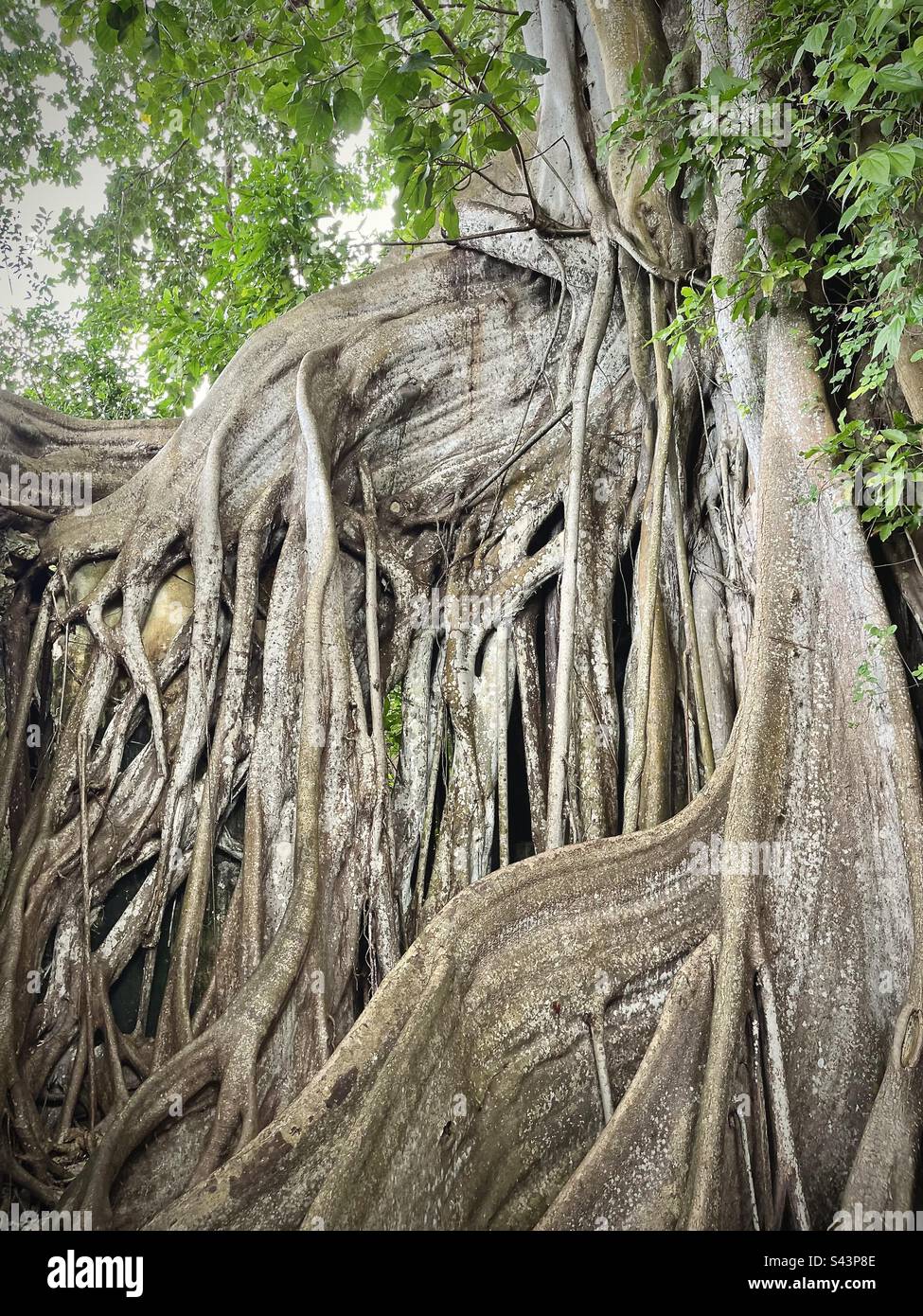 Vue sur les racines spectaculaires d'un ancien arbre tropical. Photo prise en Guadeloupe en janvier 2023 Banque D'Images