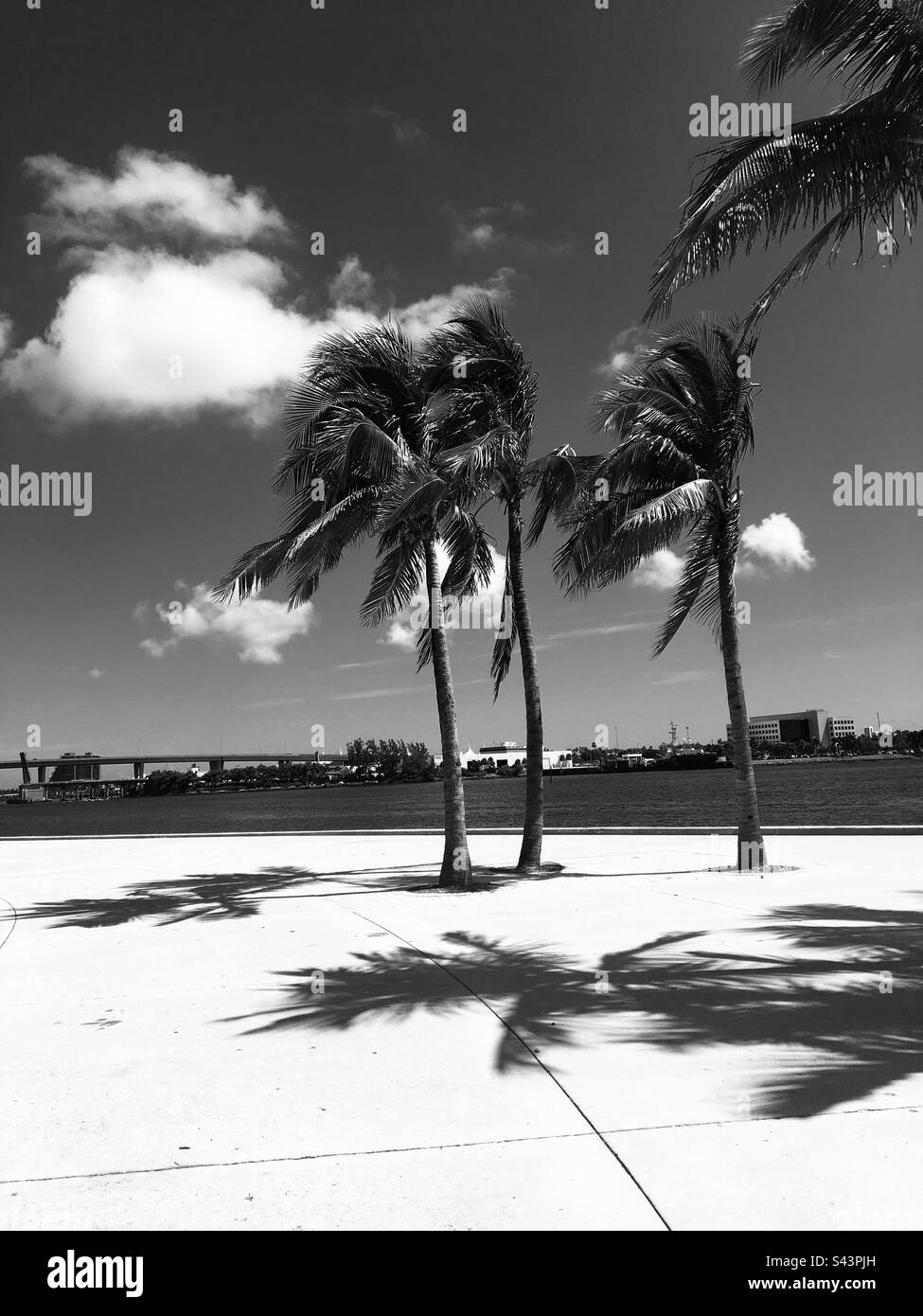 Palmiers de Miami en 2018 Banque D'Images