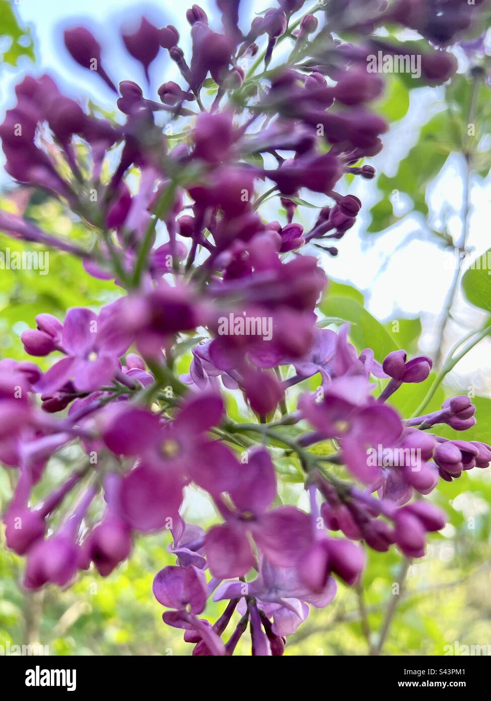 Arbre de lilas Banque D'Images