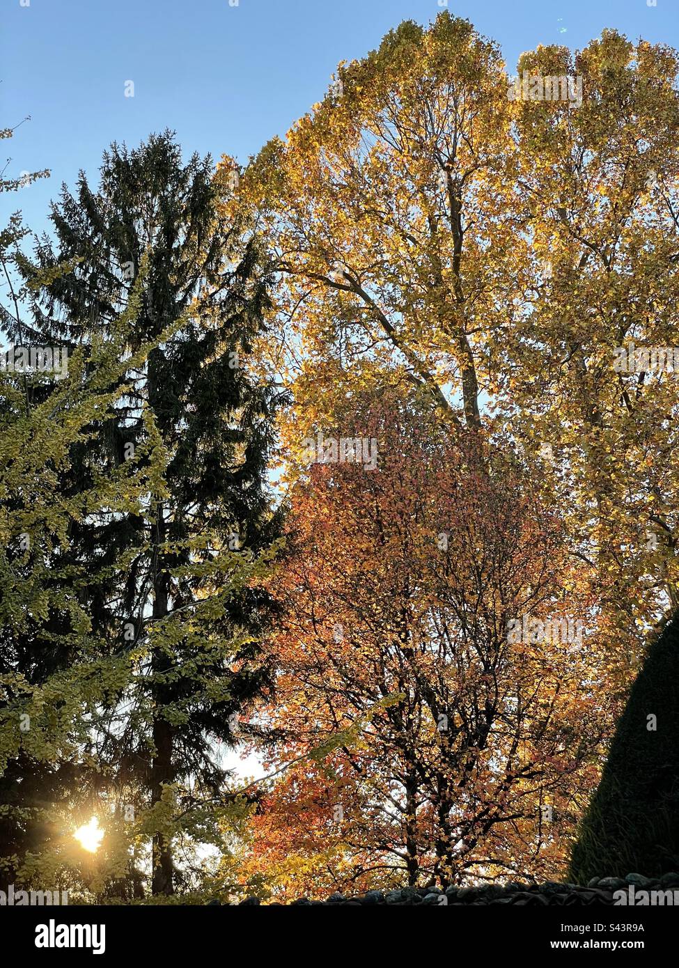 Coucher de soleil, tramonto, alberi, autunno, automne, arbres, Banque D'Images