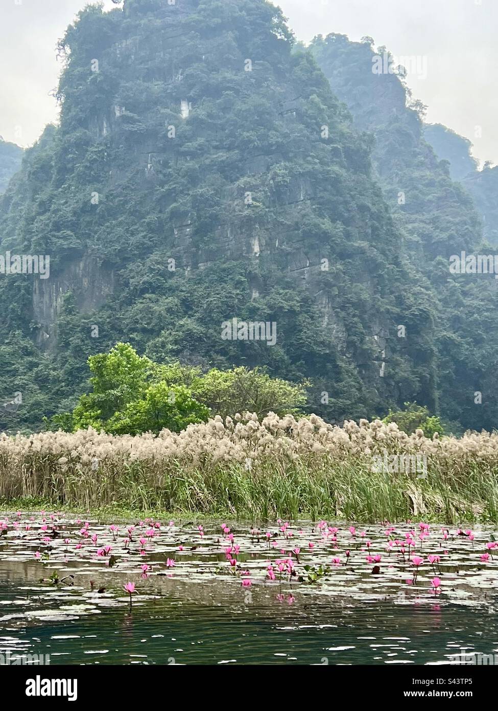 Fleurs de lotus rose flottant dans la rivière avec des montagnes en calcaire Banque D'Images