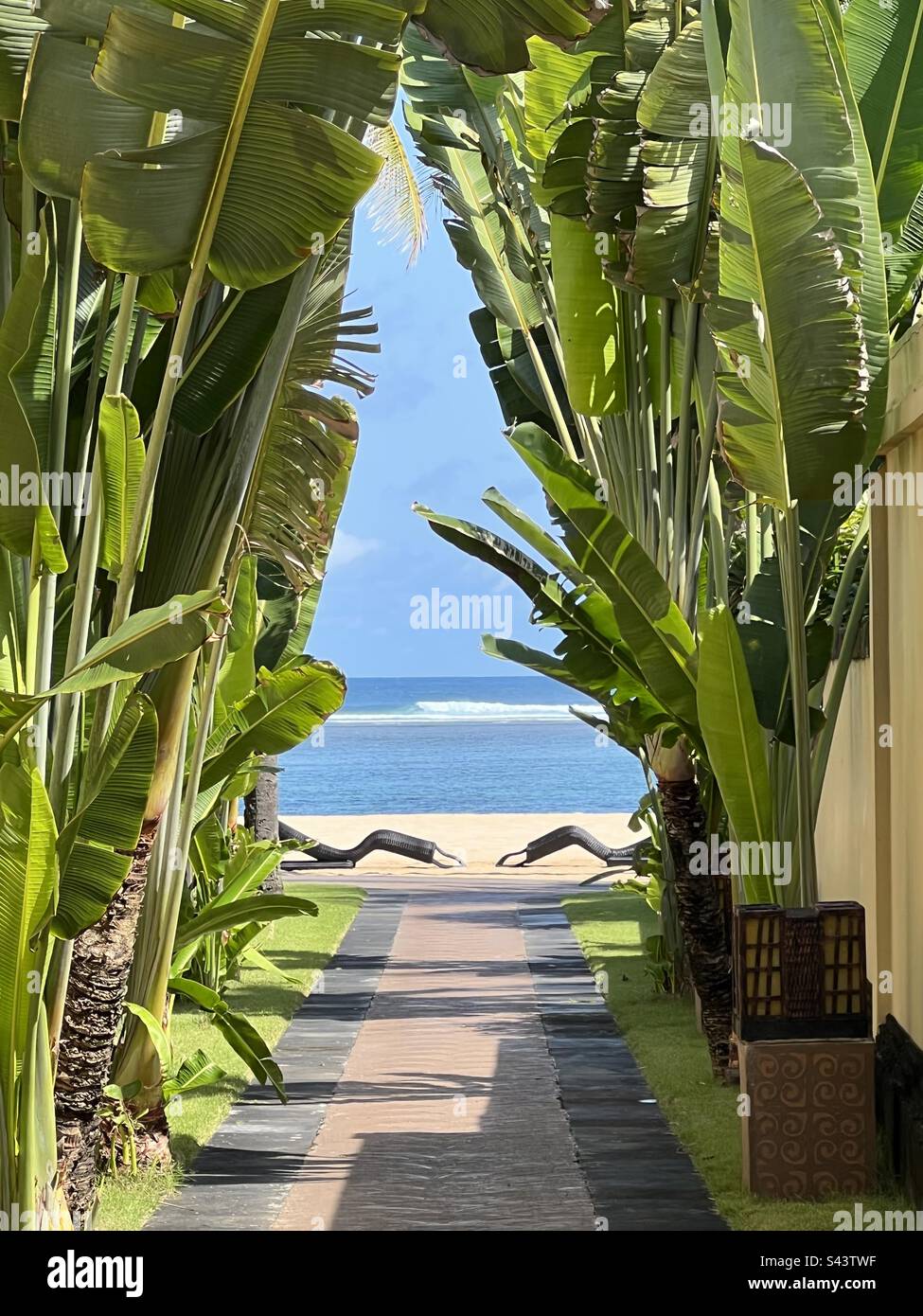 Vue sur la plage à travers les plantes résumé avec des chaises longues sur l'océan de sable Banque D'Images