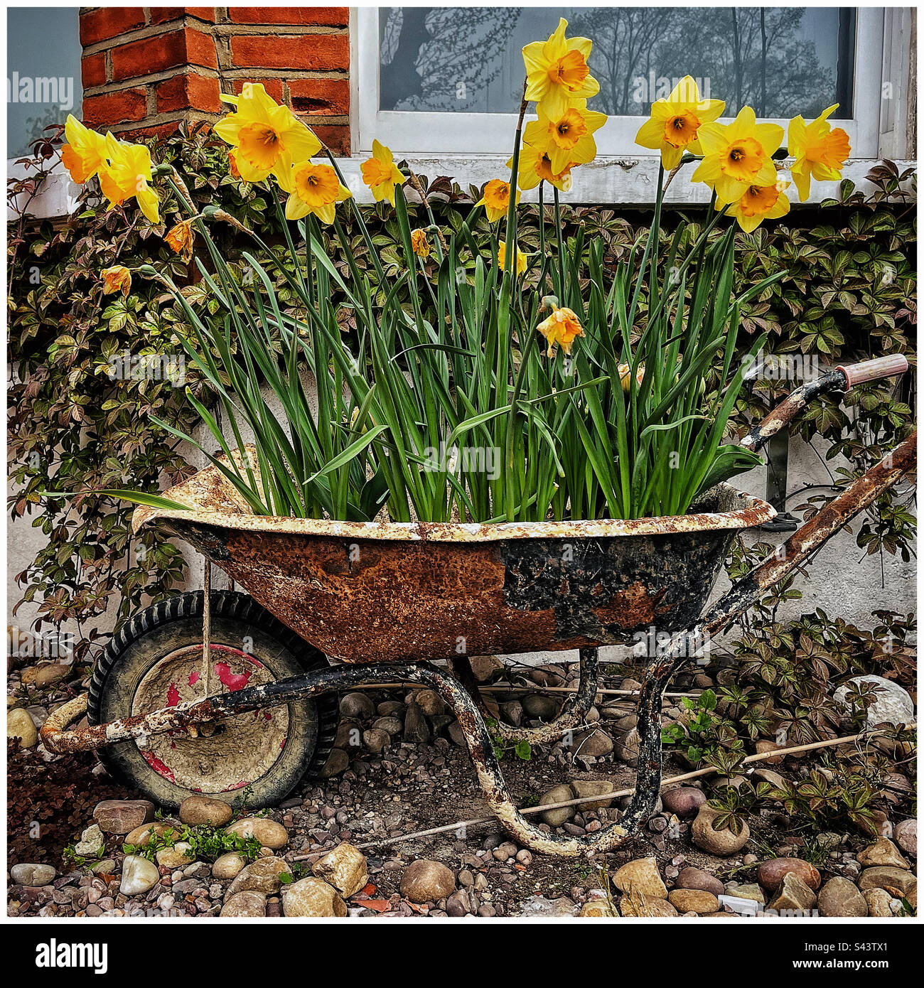 Une brouette rouillée pleine de jonquilles Banque D'Images